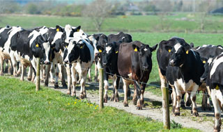 cows walking